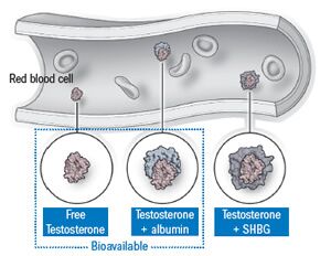 testosterone total and free